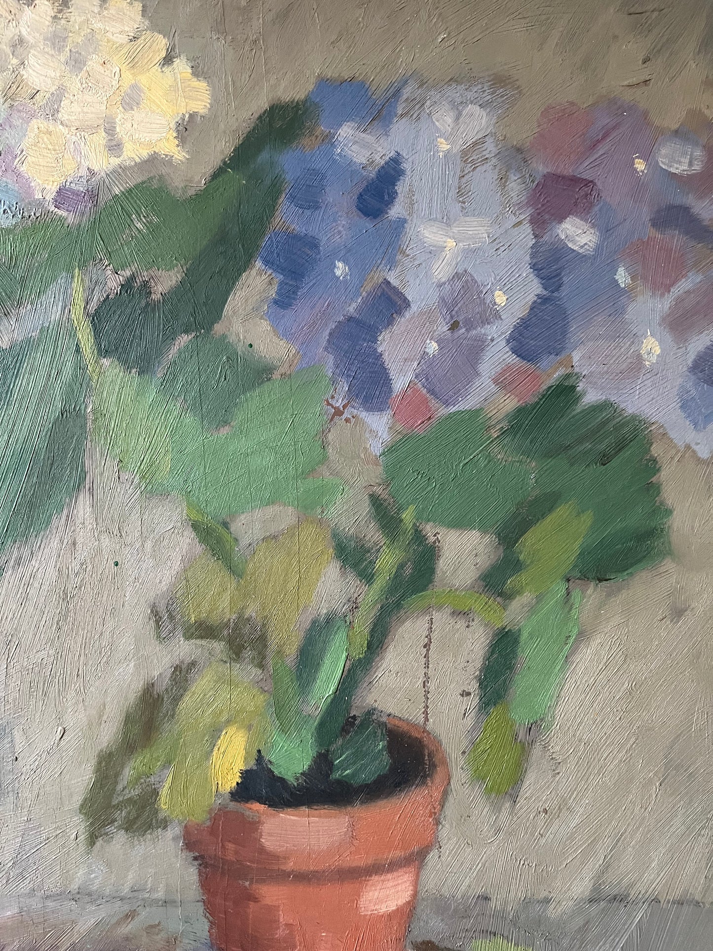 Blue and white hydrangeas